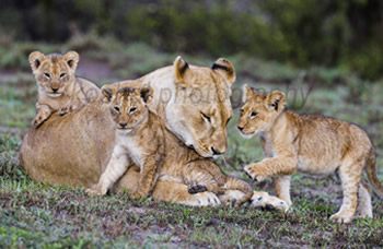  Wildlife Wonders  of Laikipia